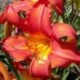 Hemerocallis 'Bob Marley'