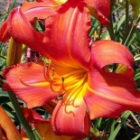 Hemerocallis 'Bob Marley'