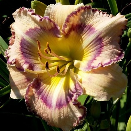 Hemerocallis 'Boca Raton'