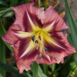 Hemerocallis 'Boitzer Rain of Stars'