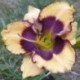 Hemerocallis 'Bold Awakening'