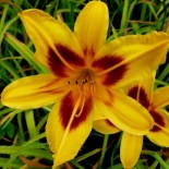 Hemerocallis 'Bonanza'