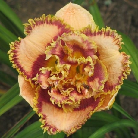 Hemerocallis 'Bonibrae Sharky'