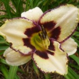 Hemerocallis 'Border Bride'