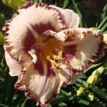 Hemerocallis 'Breakfast Delight'