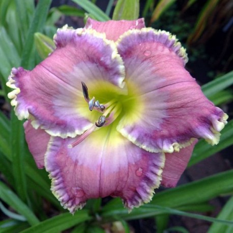 Hemerocallis 'Bridey Greeson'