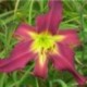 Hemerocallis 'Brooklyn Twist'