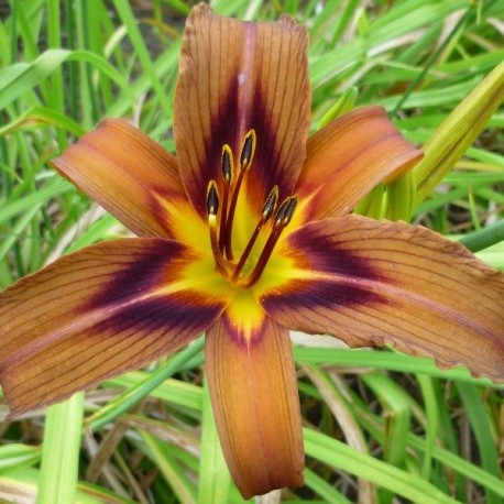 Hemerocallis 'Brown Witch'