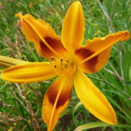 Hemerocallis 'Buckeye'