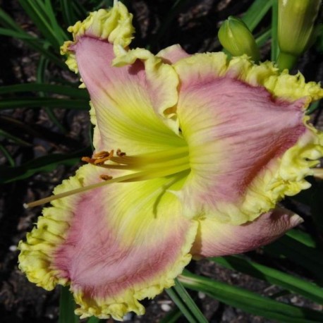 Hemerocallis 'Burmese Jade'