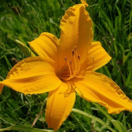 Hemerocallis 'Burning Daylight'