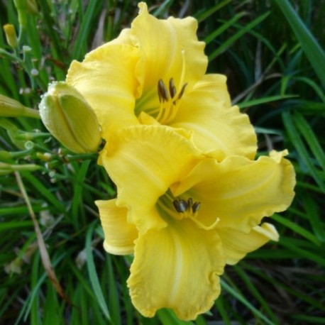 Hemerocallis 'Buttercup'