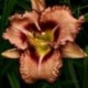 Hemerocallis 'Butterflies Hunter'