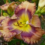 Hemerocallis 'Butterfly Cove'