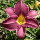 Hemerocallis 'Byzantine Emperor'