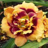 Hemerocallis 'Cactus Jack'