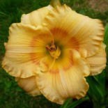 Hemerocallis 'Cadran solaire'