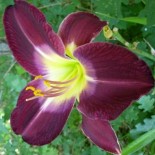 Hemerocallis 'Cairo Night'