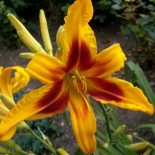 Hemerocallis 'Calico Spider'