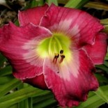 Hemerocallis 'Cameroons'