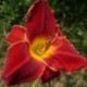 Hemerocallis 'Campfire Embers'