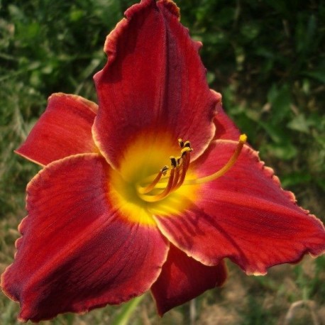 Hemerocallis 'Campfire Embers'