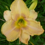 Hemerocallis 'Candida'