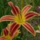 Hemerocallis 'Candy Cane Dreams'