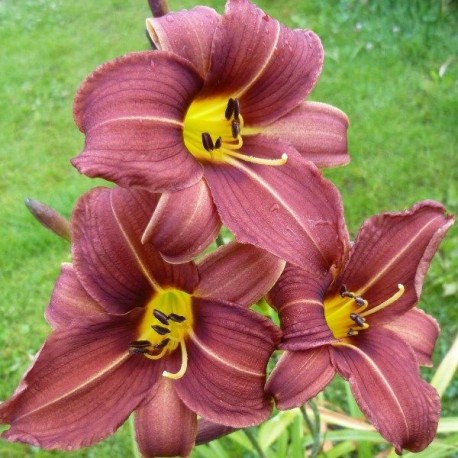 Hemerocallis 'Candy Clouds'