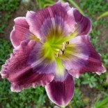 Hemerocallis 'Carbon Copy'