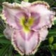 Hemerocallis 'Carol Todd'