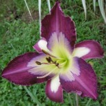 Hemerocallis 'Caroline's Fashion'