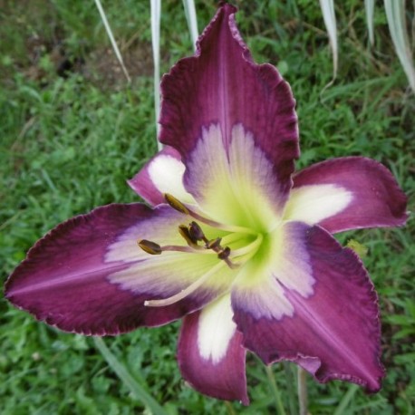 Hemerocallis 'Caroline's Fashion'