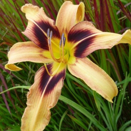 Hemerocallis 'Casey at  the Bat'