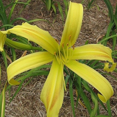 Hemerocallis 'Cat's Cradle'