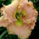 Hemerocallis 'Ceasar's Head'