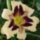 Hemerocallis 'Celebration of Angels'