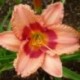 Hemerocallis 'Celeste'