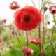 Geum rivale 'Leonard's Variety'