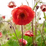 Geum rivale 'Leonard's Variety'