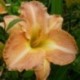 Hemerocallis 'Célestial Peach'