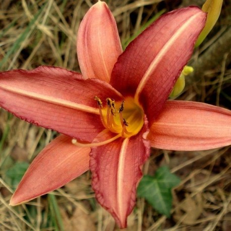 Hemerocallis 'Challenger'