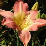 Hemerocallis 'Chamonix'