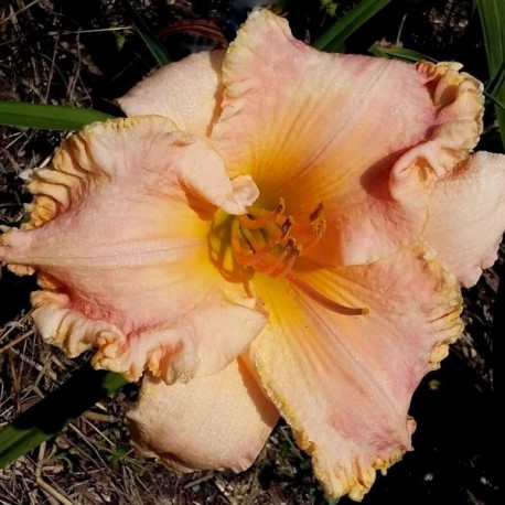 Hemerocallis 'Chang Dynasty'