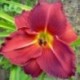 Hemerocallis 'Charles Johnston'