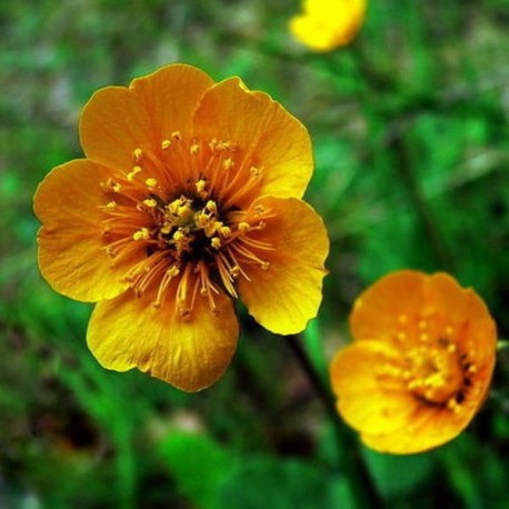 Geum x montanum