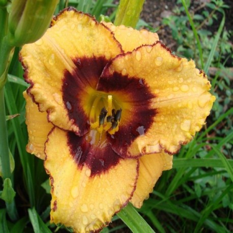 Hemerocallis 'Cheetah Safari'