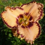 Hemerocallis 'Cherry Berry'