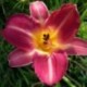 Hemerocallis 'Cherry Cheeks'