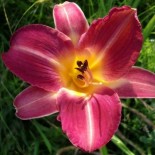 Hemerocallis 'Cherry Cheeks'